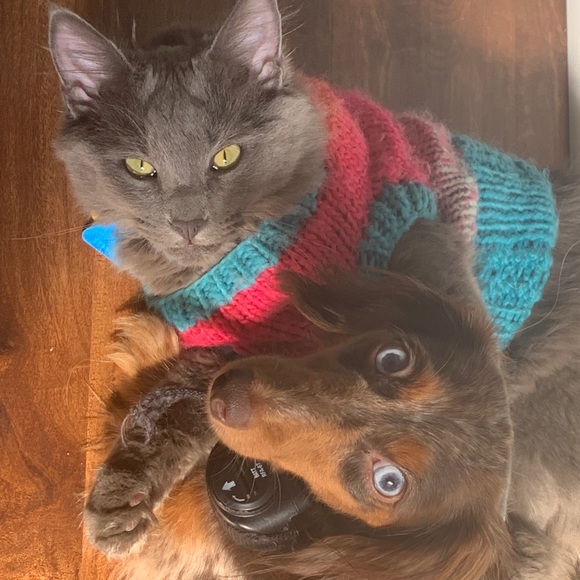 Meet your Posher, Ginny - Picture 1 of 1